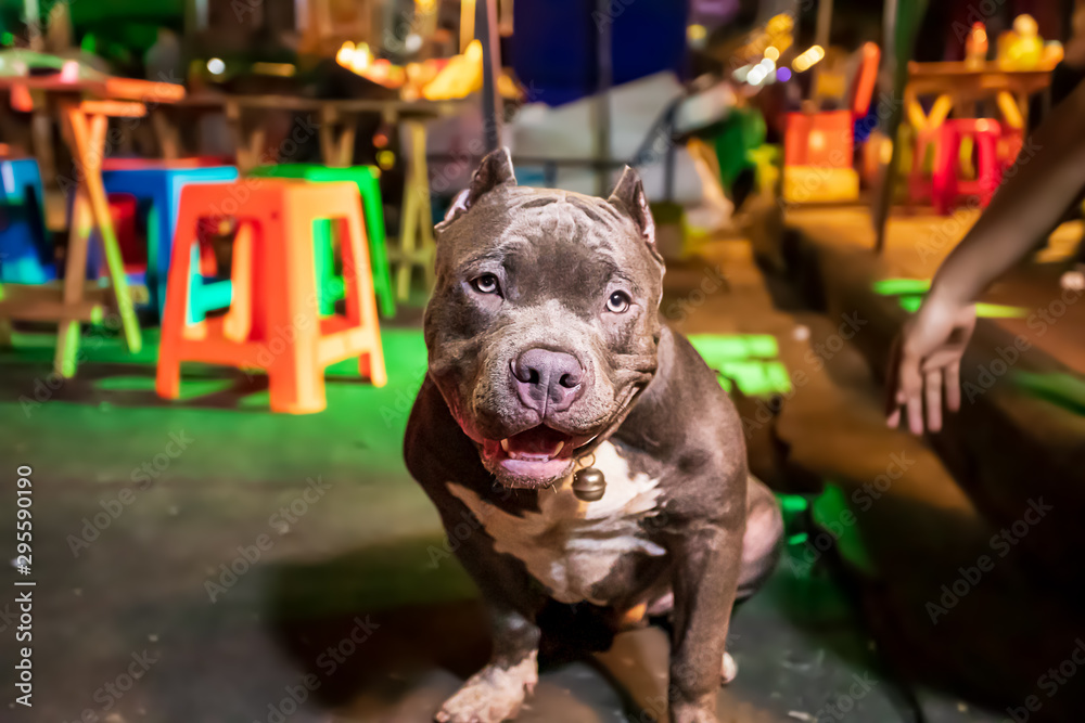 A grey and white bulldog sitting in a market in Bangkok