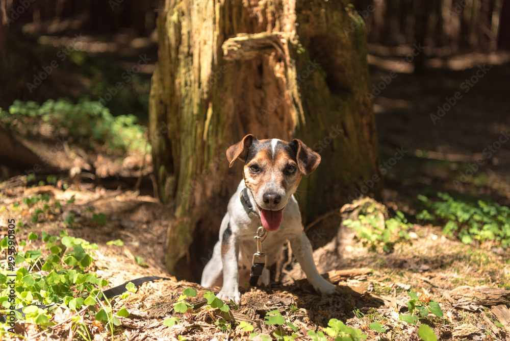 Cute Jack Russell Terrier hunting dog is looking out of a cave Cute Jack Russell Terrier hunting dog is looking out of a cave