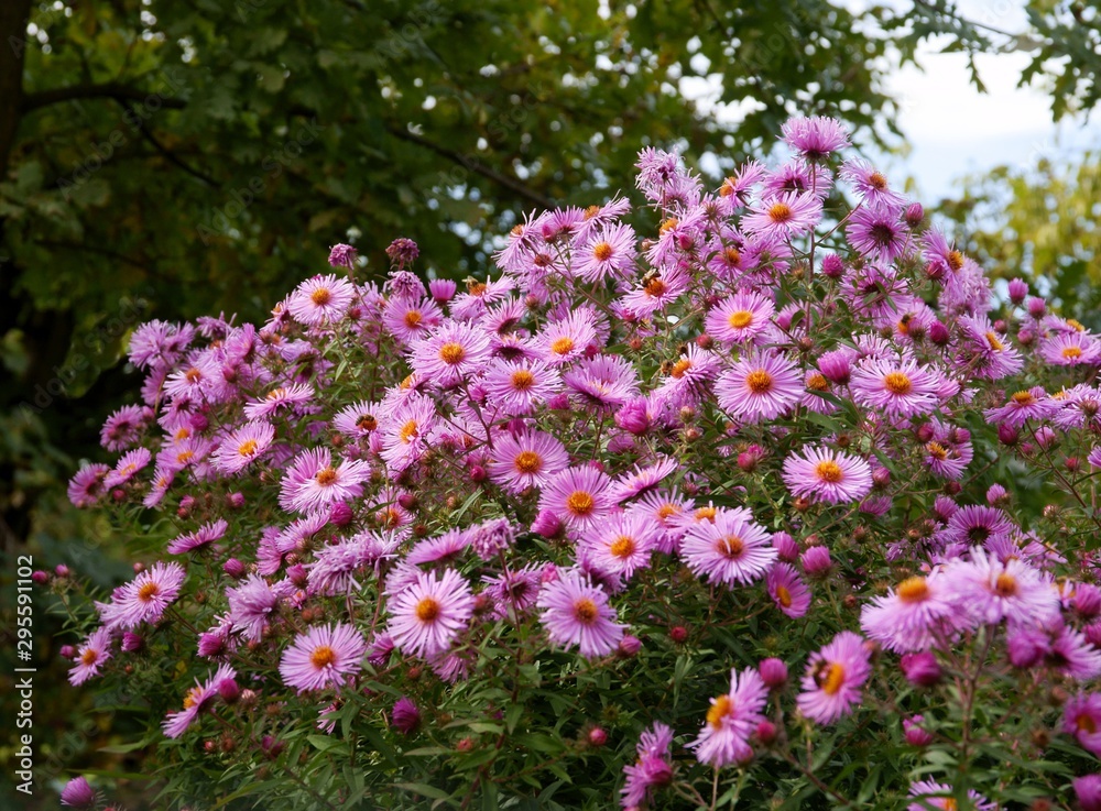 Purple flowers of asters in a garden