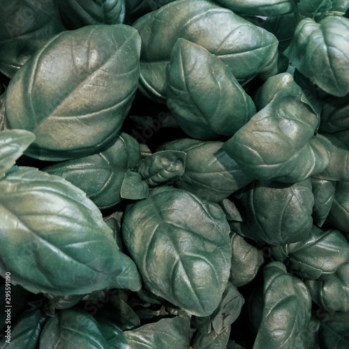 background of green basil leaves
