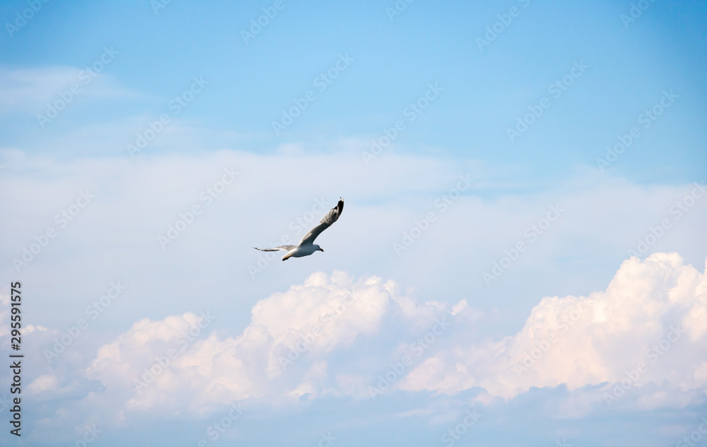 Obraz premium Mouette à tête argentée en plein vol dans une formation de nuages cumulus blancs dans un ciel bleu avec des reflets roses