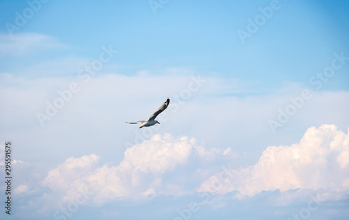 Mouette à tête argentée en plein vol dans une formation de nuages cumulus blancs dans un ciel bleu avec des reflets roses