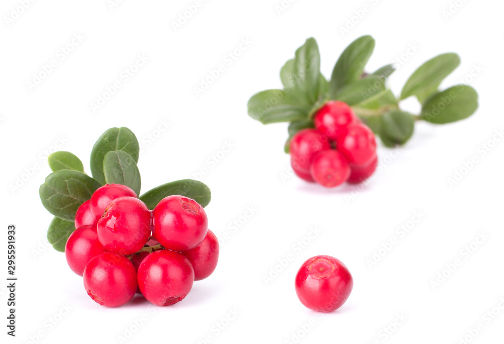 Obraz premium Fresh red berry: hand-picked forest Cowberry isolated on white background, macro shot