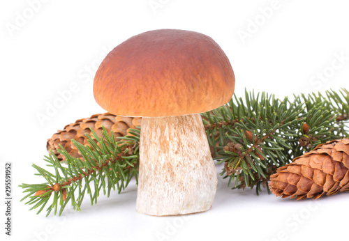 Forest Concept. Fir-Tree Cone, Fir-Needles, Boletus Edulis. Isolated on White Background Close-Up