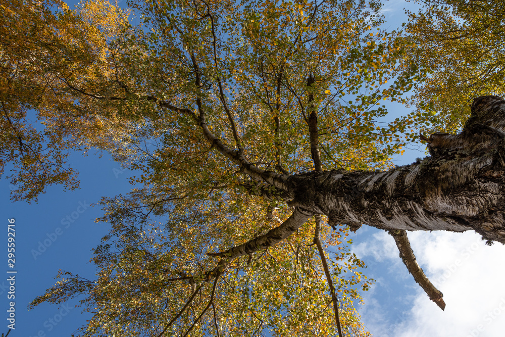 Fototapeta premium Crown of tree seen from bellow, in autumn colors, bark in focus