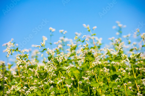 Blooming buckwheat field against the blue sky © vvvita