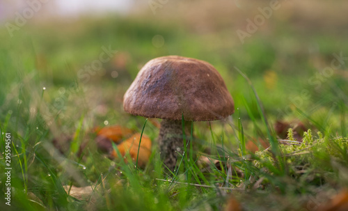 mushroom in the grass Close up