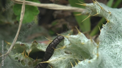 Butterfly larva, insect Cucullia lucifuga family Noctuidae, creeps on Arctium, biennial plants, burdock, family Asteraceae. macro photo