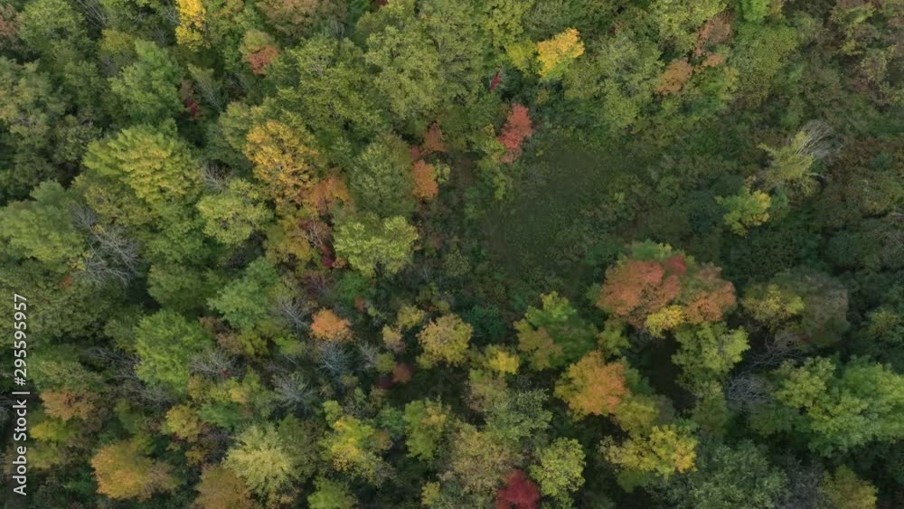 Small clearing in the woods of Canada filmed by drone overhead Small clearing in the woods of Canada filmed by drone overhead