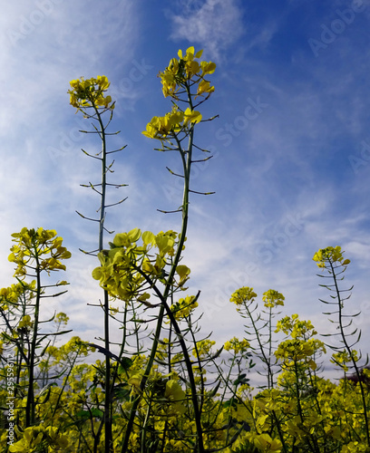 A Pretty Mustard Field at low mountain range, Germany