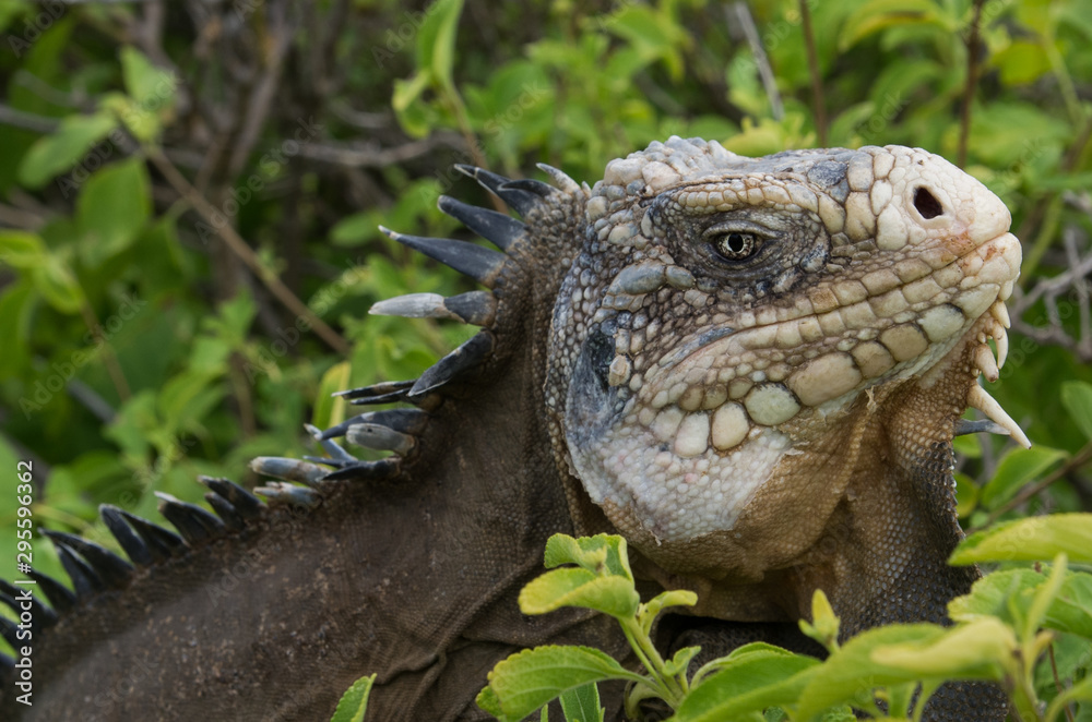 Close-up of the Iguana of the West Indies 1 Close-up of the Iguana of the West Indies 1