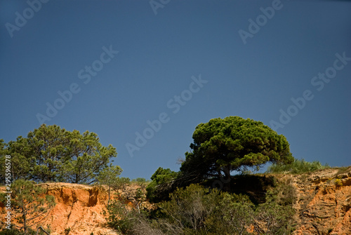 Pine Tree and Blue Sky On Portuguese Algarve coast