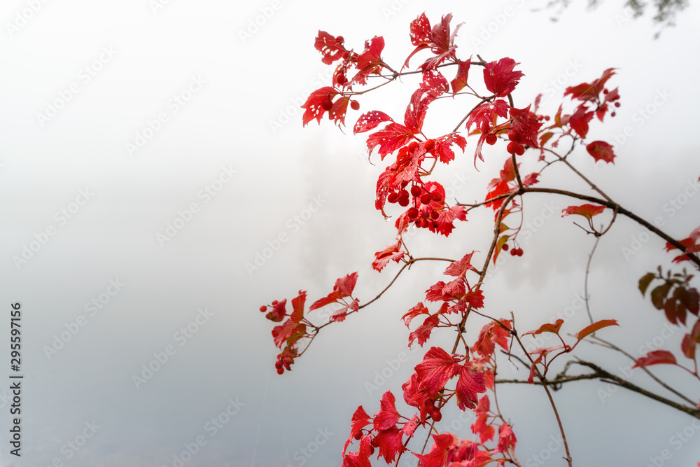 Rote Herbstsymphonie im Morgennnebel Rote Herbstsymphonie im Morgennnebel