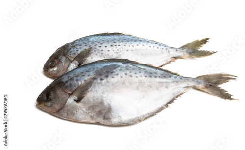 butterfish isolated photo