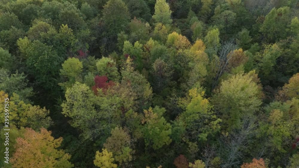 Aerial approaching and descending shot of early fall forest with pale shades Aerial approaching and descending shot of early fall forest with pale shades