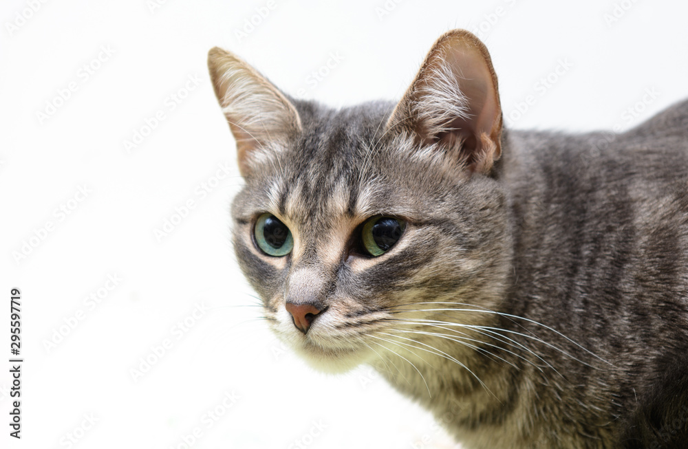 cat closeup on a white background. Concept - Pet