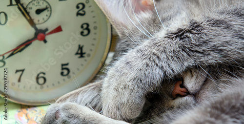 Closeup cat head near a vintage alarm clock. Concept - time to sleep