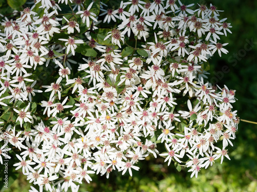 Olearia elliptica or Sticky Daisy Bush, a shrub with little white daisy flowers in corymbs, yellow disc, dark green elliptic and enamelled foliage photo