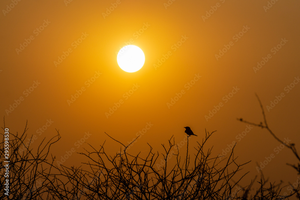 Sunset Through Trees Silhouettes at namibia africa