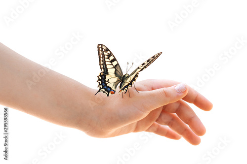 Canvas Print Ñolor butterfly on child's hand isolate on white background