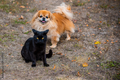 Golden pekingese dog playing with Black cat at the yard , pets concept 