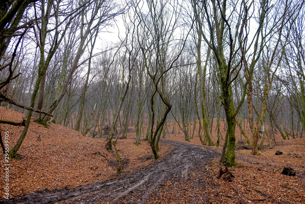 Hoia Baciu Forest. The World Most Haunted Forest with a reputation for many intense paranormal activity. Hoia Baciu Forest. The World Most Haunted Forest with a reputation for many intense paranormal activity.