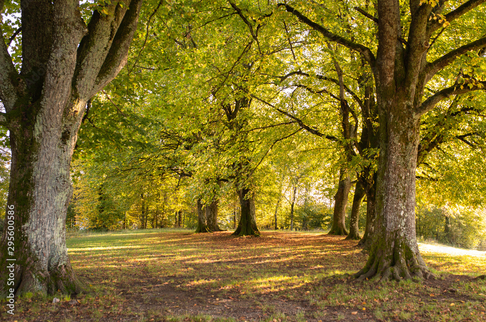 Naklejka premium Wald
