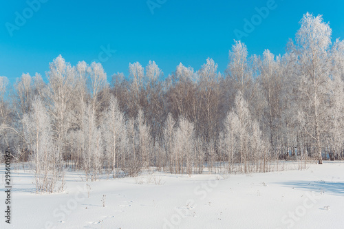 Birch winter forest. Trees in frost Sunny day