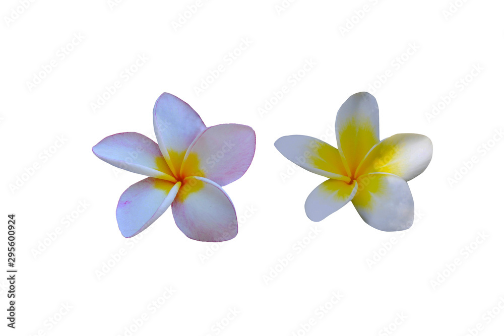 Naklejka premium Plumeria flowers isolated on a white background.
