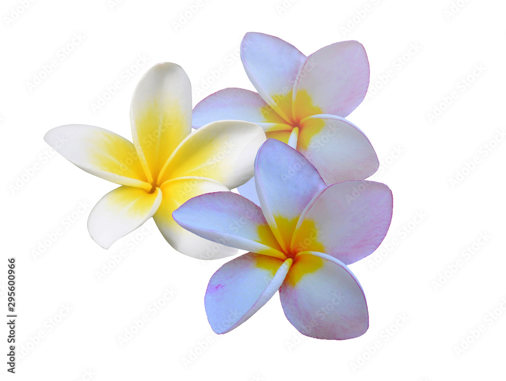 Naklejka premium Plumeria flowers isolated on a white background.