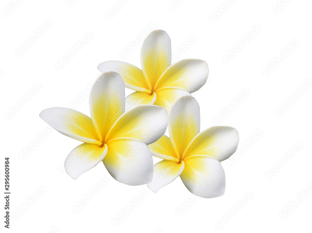 Plumeria flowers isolated on a white background. Plumeria flowers isolated on a white background.