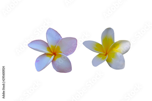 Plumeria flowers isolated on a white background.