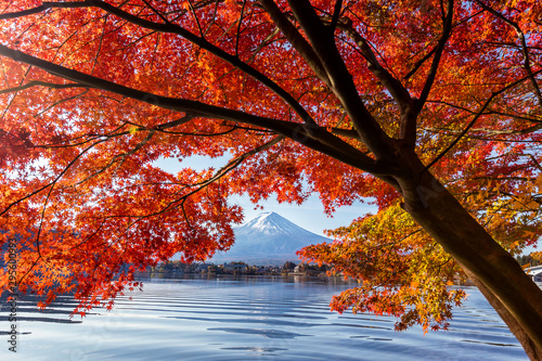 Fuji Mountain in autumn with colorful maple leaves at Lake Kawaguchi  Yamanashi  Japan. Mount Fuji  Fujisan located on Honshu Island  is the highest mountain in Japan.