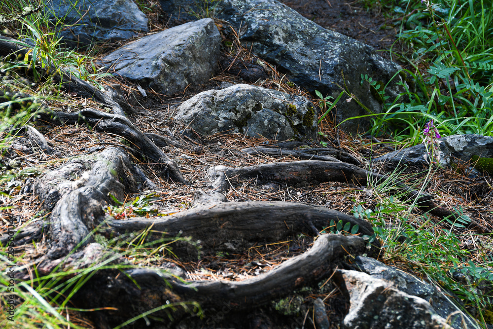 Tree roots on dirt trail. Hiking in coniferous forest in summer. Tourism and travel Tree roots on dirt trail. Hiking in coniferous forest in summer. Tourism and travel