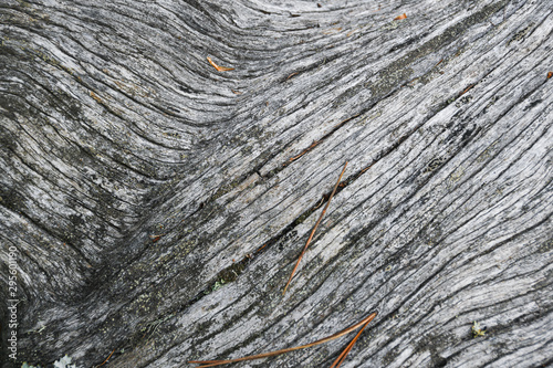 Grey tree trunk without bark photo