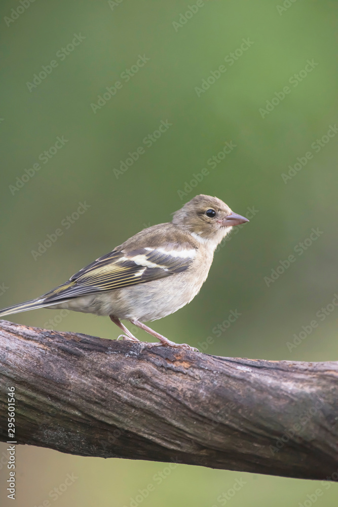 Common chaffinch perched on branch.