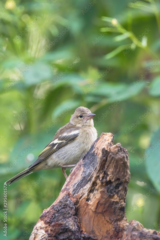 Common chaffinch on tree stump in forest.
