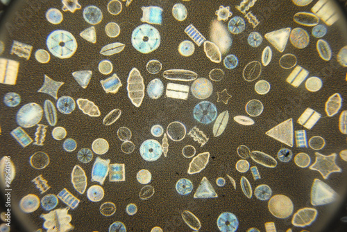 Принти на полотні Image of diverse plankton under a magnifying glass