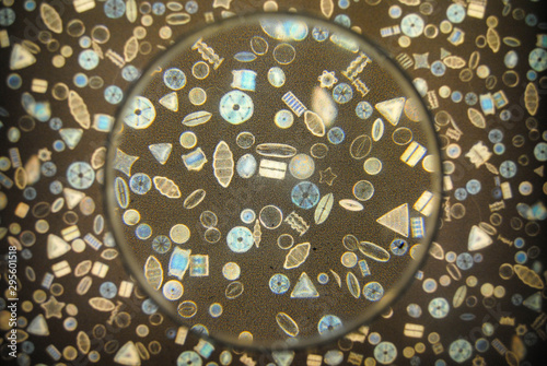 Image of diverse plankton under a magnifying glass