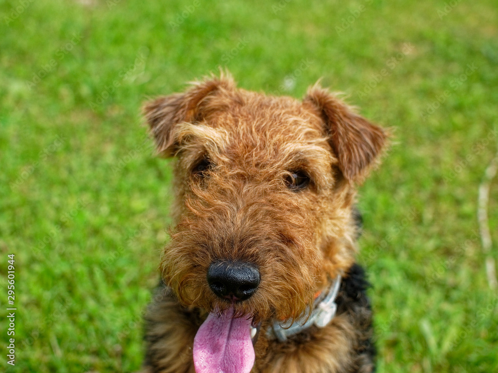 Welsh Terrier summer in the country, Russia. Welsh Terrier summer in the country, Russia.