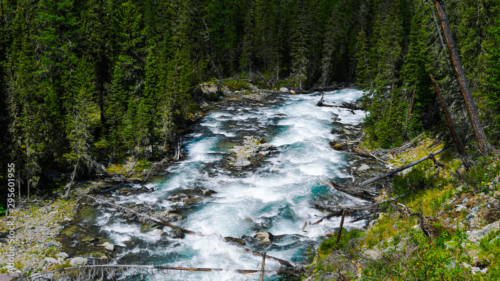 Mountain river in Siberian taiga. Fast stream in coniferous forest. The nature of Altai mountains for Hiking and water travel Mountain river in Siberian taiga. Fast stream in coniferous forest. The nature of Altai mountains for Hiking and water travel