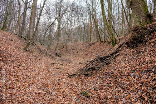 Hoia Baciu Forest. The World Most Haunted Forest with a reputation for many intense paranormal activity.