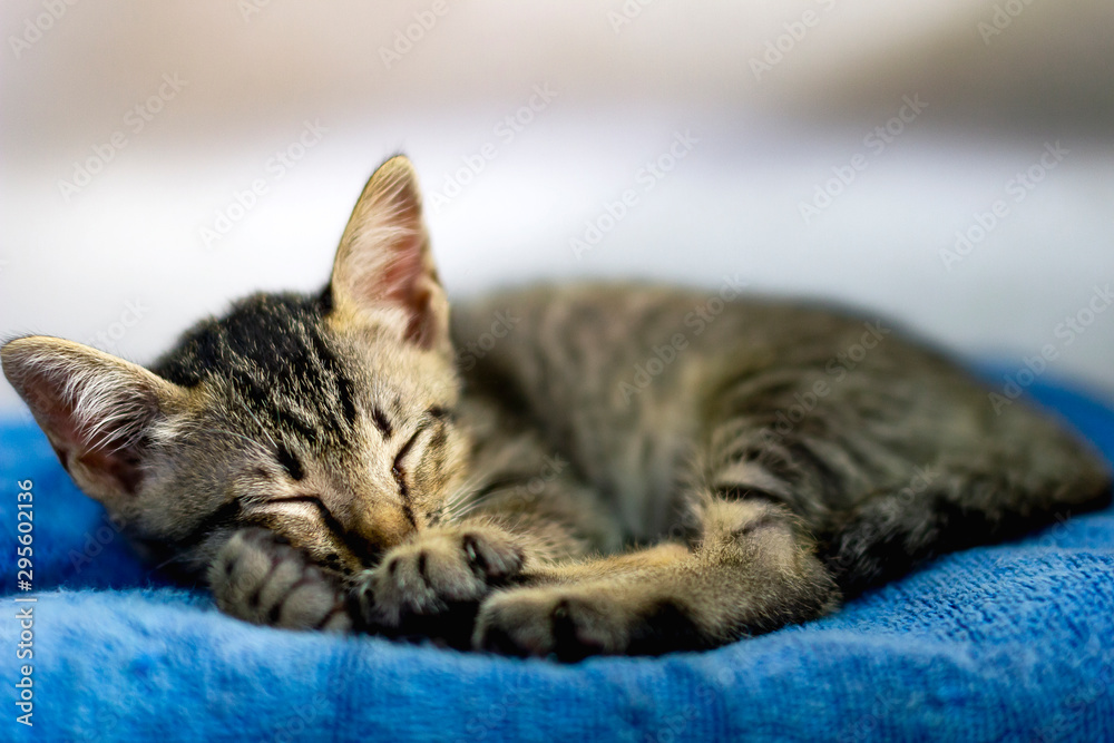 The little cat is sleeping good night on the orange chair.