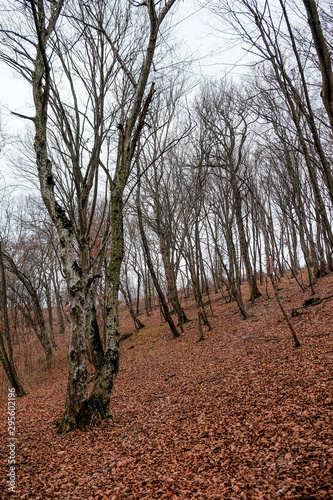 Hoia Baciu Forest. The World Most Haunted Forest with a reputation for many intense paranormal activity. photo