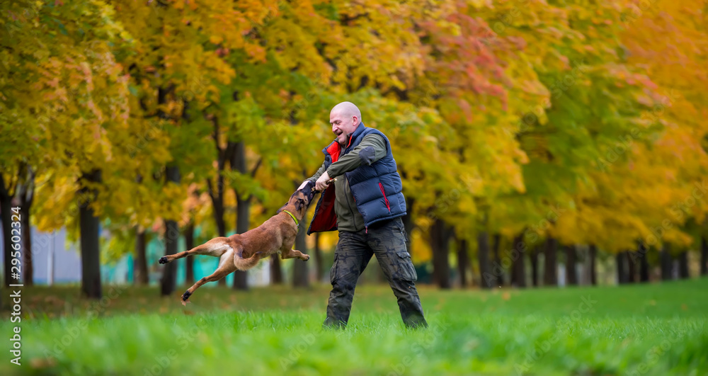 Middle aged man plays with belgian shepherd dog malinois in the autumn park Middle aged man plays with belgian shepherd dog malinois in the autumn park