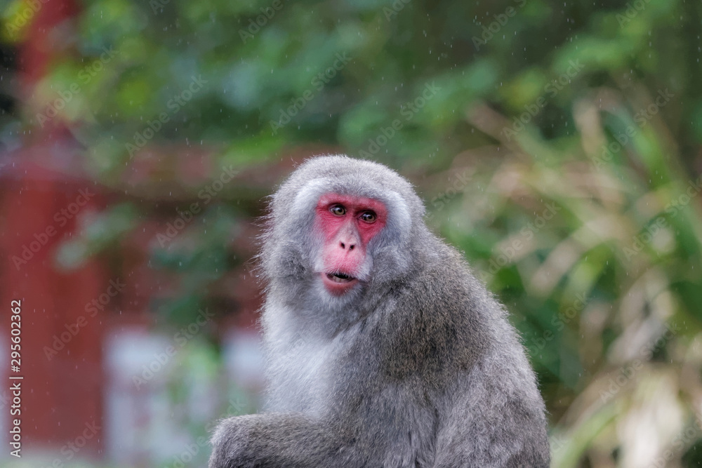 Obraz premium Macaque japonais en gros plan