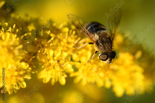 Bee collects nectar on yellow flowers. Macro. Bee close-up.