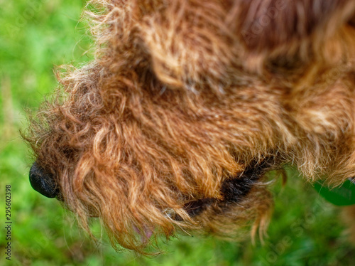 Welsh Terrier summer in the country, Russia.