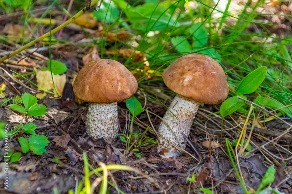 Mushrooms in a birch forest- nature of Russia. Mushrooms in a birch forest- nature of Russia.