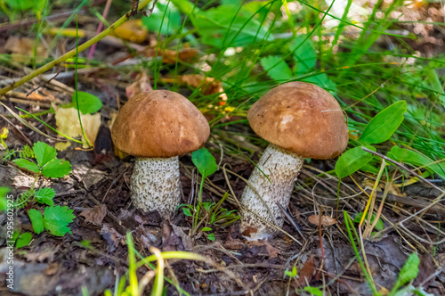Mushrooms in a birch forest- nature of Russia.